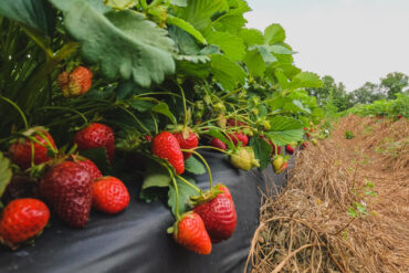 Strawberry Picking Places in Fayetteville North Carolina