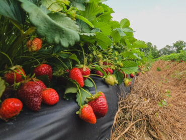 Strawberry Picking Places in Fayetteville North Carolina