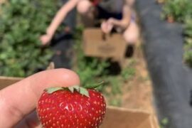 Strawberry Picking Places in Gastonia North Carolina