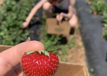 Strawberry Picking Places in Gastonia North Carolina