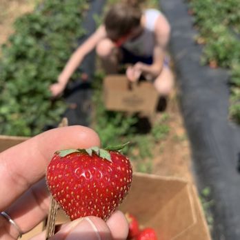 Strawberry Picking Places in Gastonia North Carolina