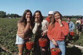 Strawberry Picking Places in Hammond Indiana