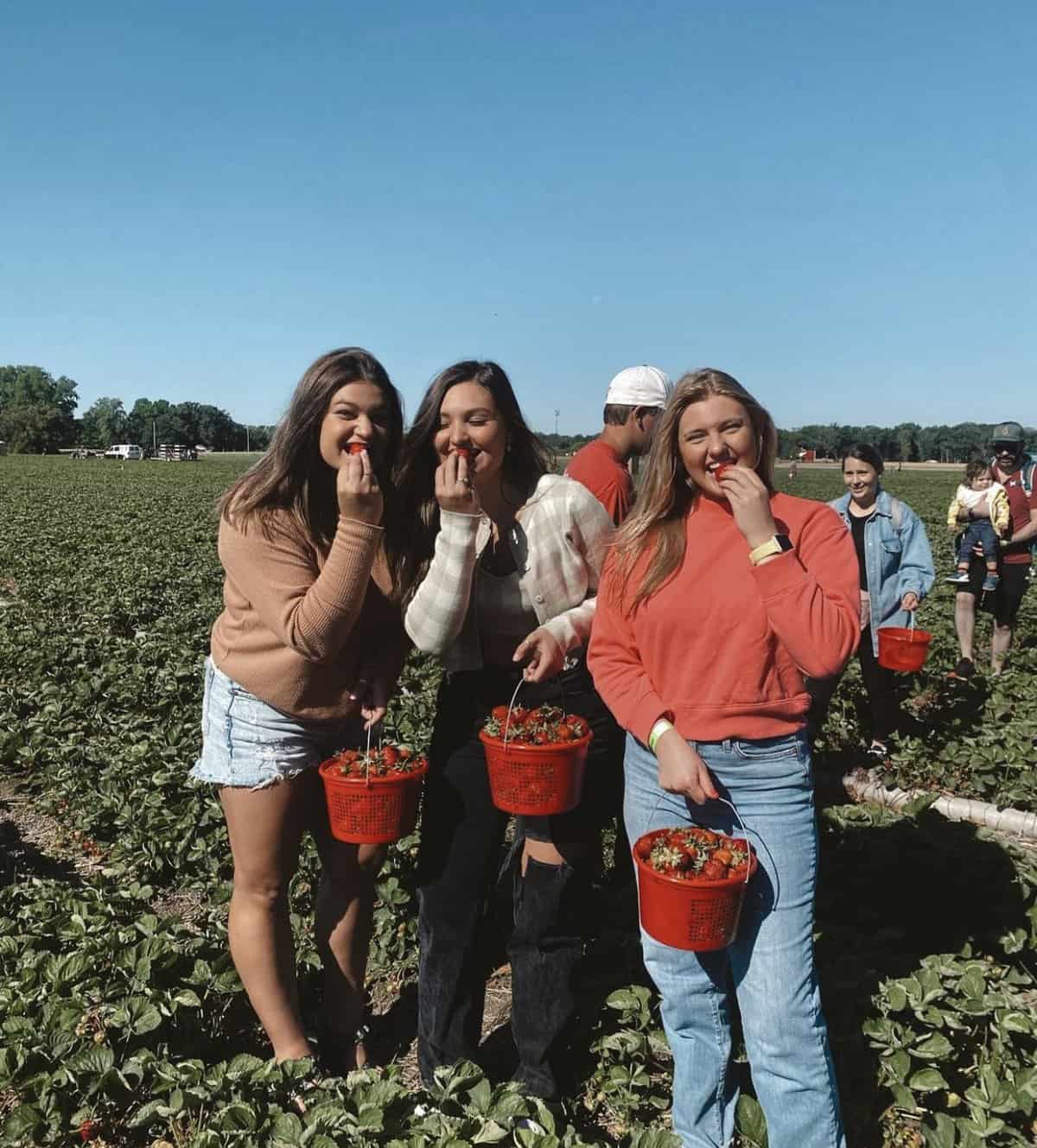 Strawberry Picking Places in Hammond Indiana