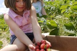 Strawberry Picking Places in Haverhill Massachusetts