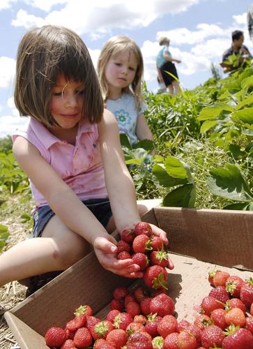 Strawberry Picking Places in Haverhill Massachusetts