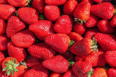 Strawberry Picking Places in High Point North Carolina