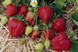 Strawberry Picking Places in Lowell Massachusetts