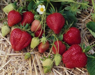 Strawberry Picking Places in Lowell Massachusetts