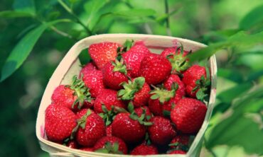 Strawberry Picking Places in Newton Massachusetts