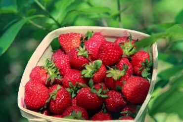 Strawberry Picking Places in Newton Massachusetts