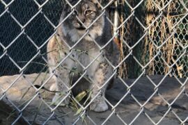 Zoos, Animal Farms and Aquariums in Haverhill Massachusetts