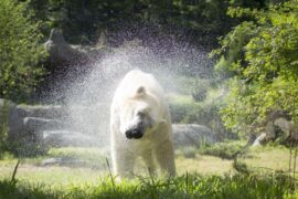 Zoos, Animal Farms and Aquariums in High Point North Carolina