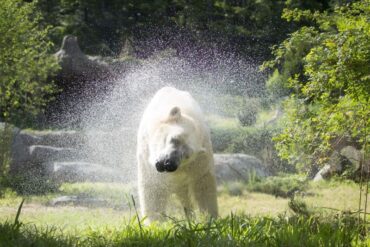 Zoos, Animal Farms and Aquariums in High Point North Carolina