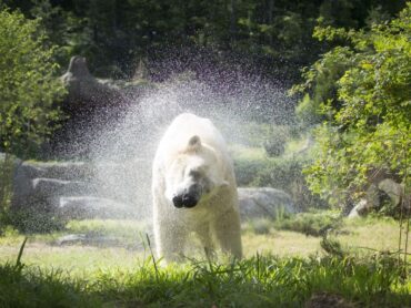 Zoos, Animal Farms and Aquariums in High Point North Carolina